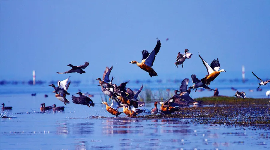 Chilika Wildlife Sanctuary